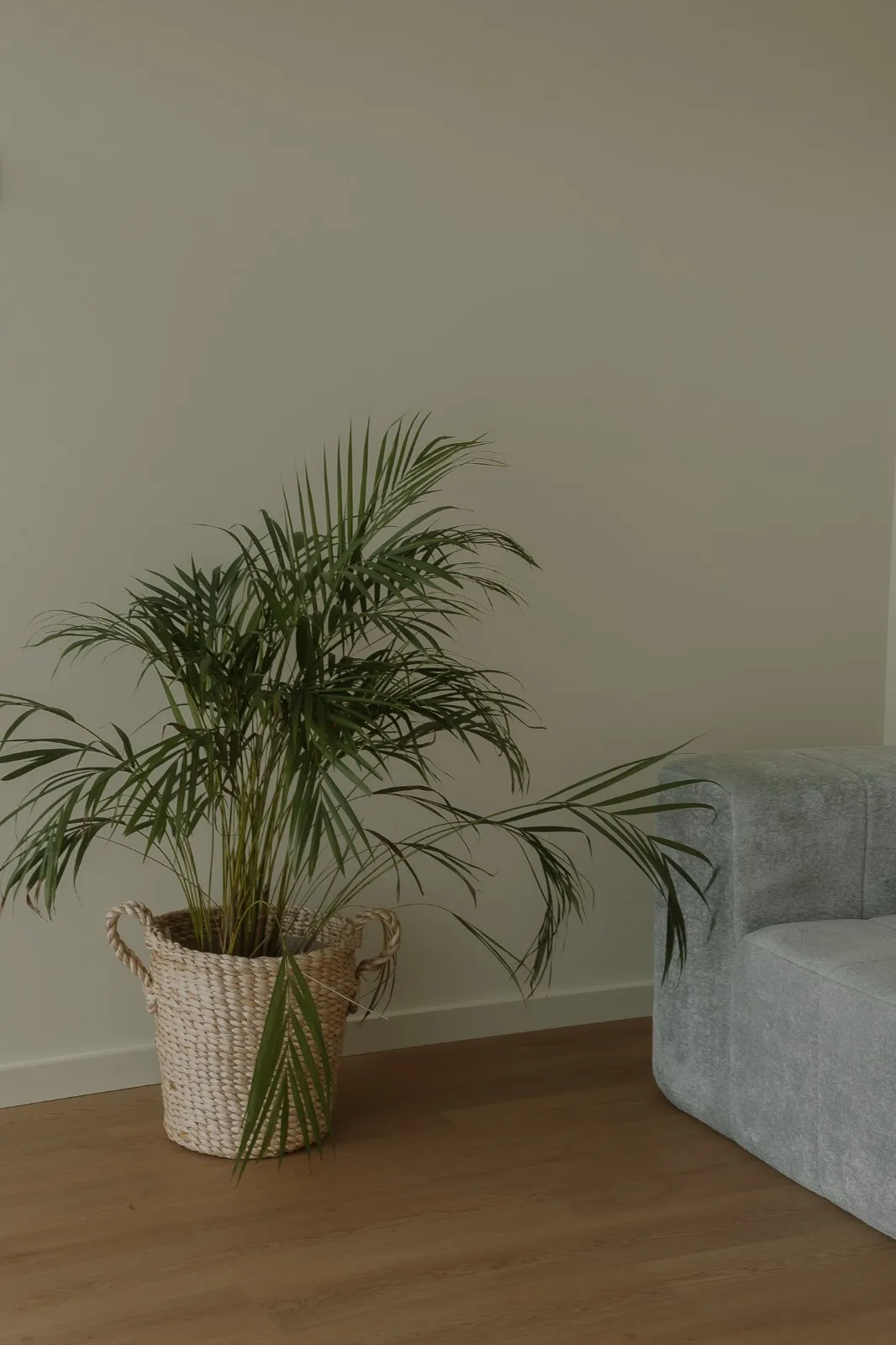 Planta num cesto junto a um sofá, na zona de espera